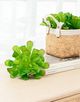 A & B Home Green Faux Dudleya Succulent Stem-3