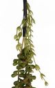 A & B Home Blushing Green Faux Bead Grass-1