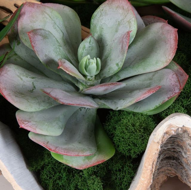 Uttermost® Seaside Breeze Green Succulents-2