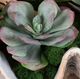 Uttermost® Seaside Breeze Green Succulents-2