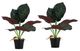A & B Home 2-Piece Green Alocasia Plants with Plastic Pot Set-0