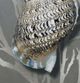 Stylecraft Shell I Black/Gray/Silver Wall Art -2