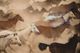 Classy Living Wild Horses in Motion Wall Art-0