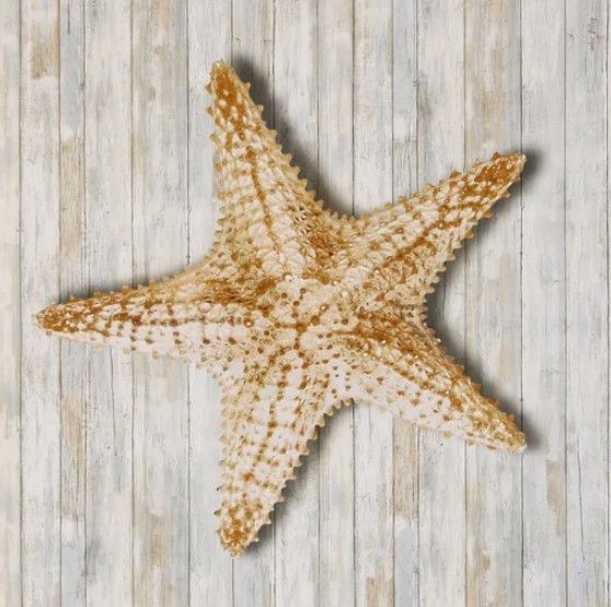 Stylecraft Seashells l Framed Print-1