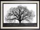 Stylecraft The Tree Black/White Wall Art-0