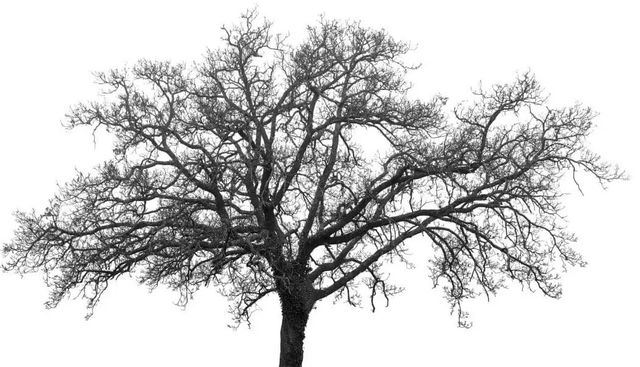 Classy Art Black/White Inverse Tree Wall Art-1