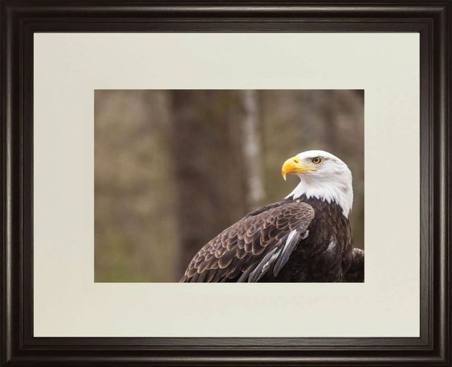 Classy Art Majestic Eagle by Garytog Wall Art-0