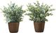 Monarch Specialties Inc. 2-piece 13" Artificial Plant with Brown Pot-0