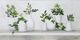 StyleCraft Plant Life Wall Art-1