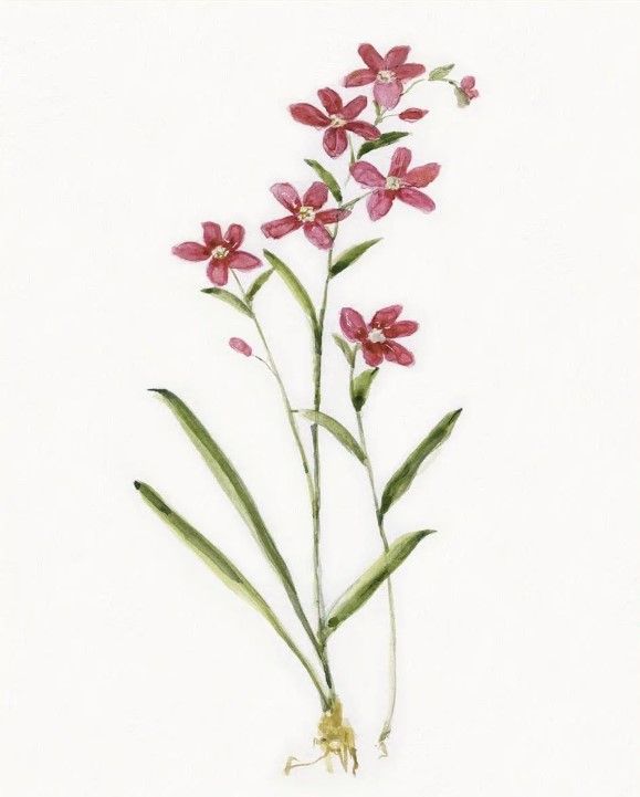 Classy Art Delicate Pink I by Sally Swatland Framed Wall Art-2