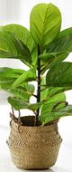 Giftcraft Brown/Green Decorative Plant with Basket-1