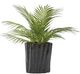 D&W Silks Artificial Areca Palm Fronds 24"-0
