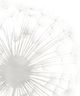 Classy Living Grace Popp Dandelion Whisper I Wall Art-1