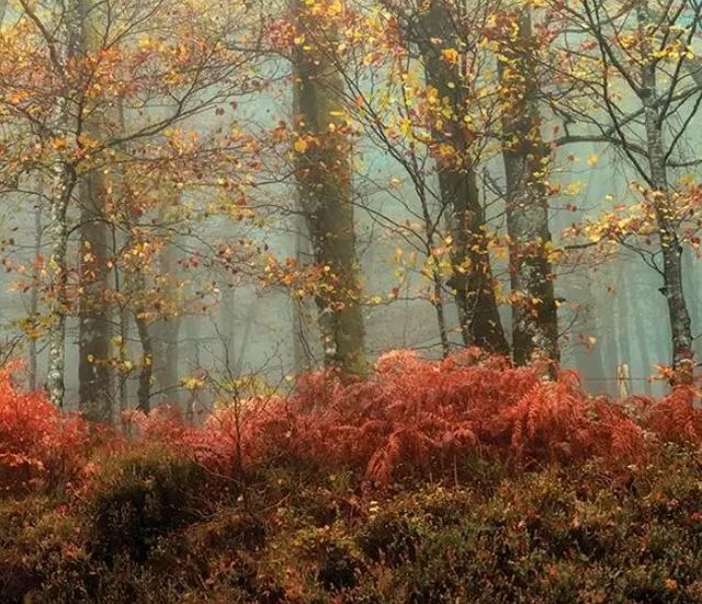 Classy Art Beeches in the Mist by Lars Van De Goor Wall Art-2