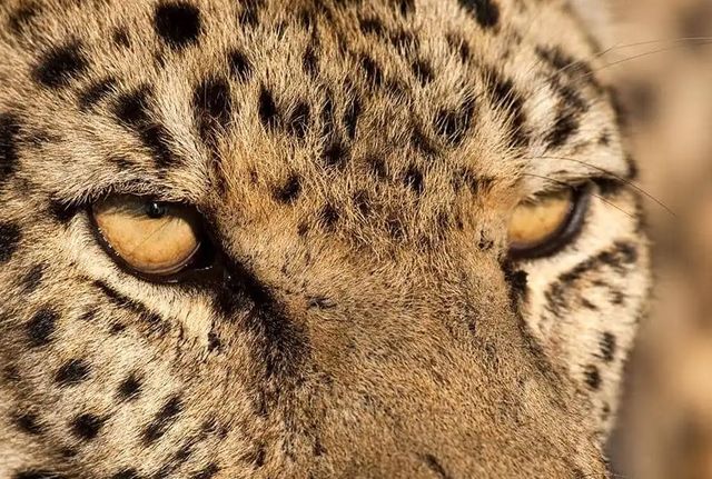 Classy Art Cheetah Stare by Jimmy’z Wall Art-1