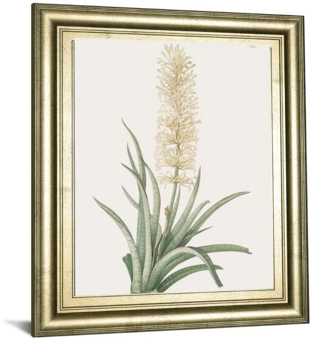 Classy Art Sansevieria Zeylancia by Pierre Joseph Redoute Wall Art-1
