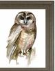 Classy Living Jennifer Paxton Parker Watercolor Owl II Wall Art-1