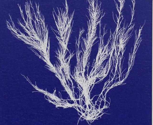 Stylecraft Seaweed Pop VI Off-White/Blue Wall Art-1