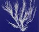 Stylecraft Seaweed Pop VI Off-White/Blue Wall Art-1