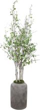 Uttermost® Aldis Aged Stone/Faux Moss Potted River Birch-2