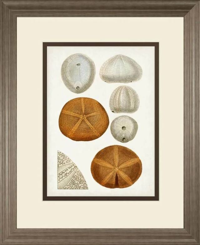 Classy Art Coastal Curiosity II by Uknown Wall Art-0