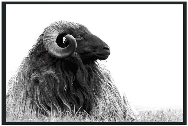 Classic Home Horn Photography Wall Art-0