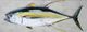StyleCraft Yellowfin Tuna Wall Art-1