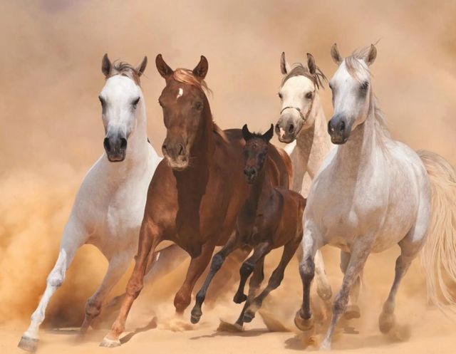 Classy Art Four Horses Wall Art-0