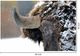Classy Living Snowy Bison Wall Art-2
