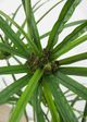 Le Present Cyperus Green 47" Faux Botanical-1