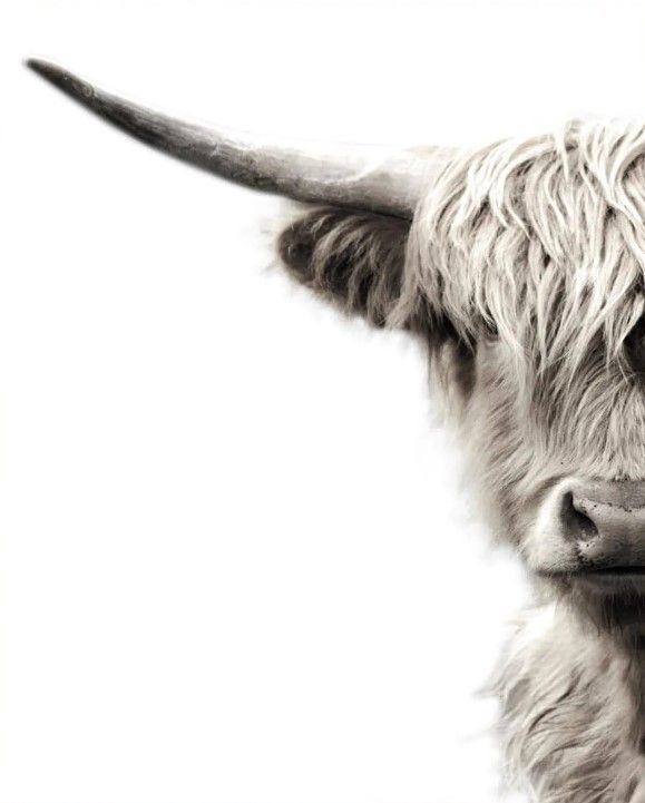 Classy Art Highland Cattle by Danita Delimont Wall Art-2