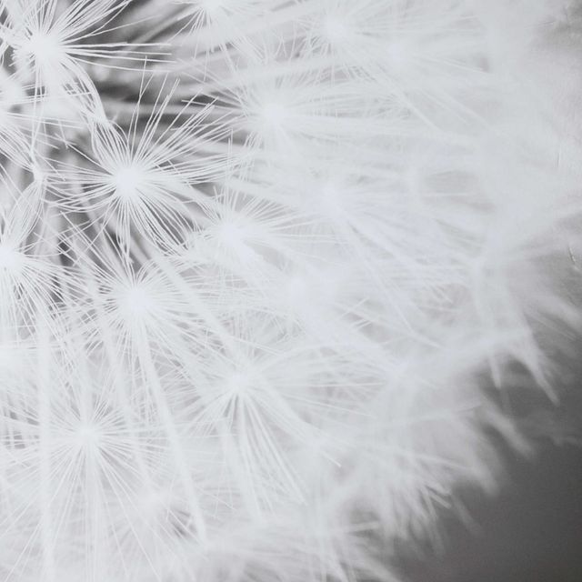 Uttermost® Majchrowicz Dandelion Seedhead Framed Print-4
