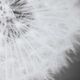 Uttermost® Majchrowicz Dandelion Seedhead Framed Print-4