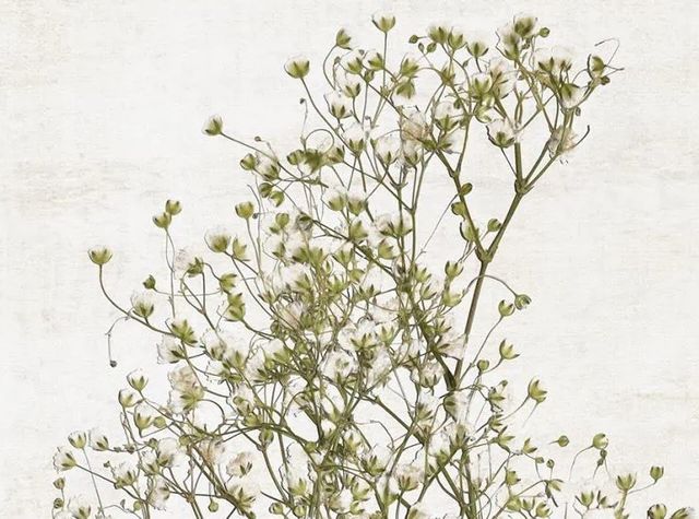Classy Art Farmhouse Pressed Flower I by Natalie Carpentieri Wall Art-1