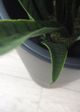 Le Present Caementum Black 27" Planter-2