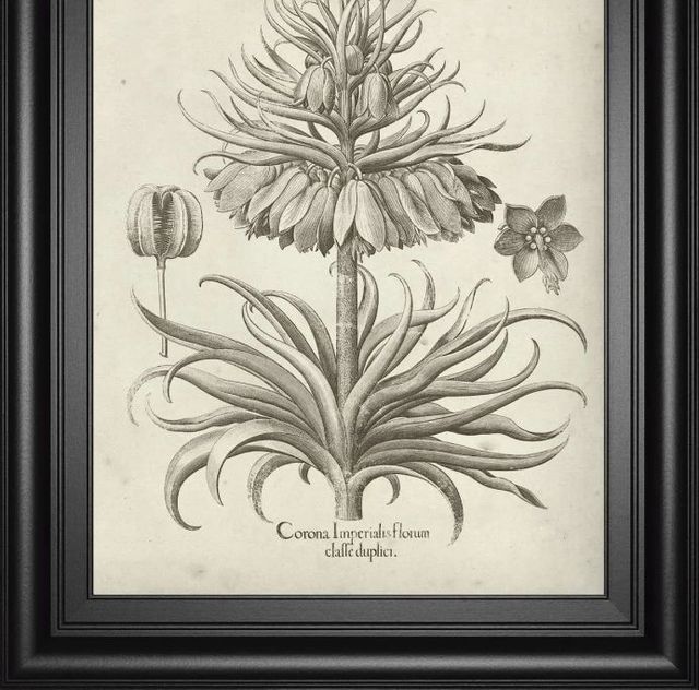 Classy Art Fresco Crown Imperial III by Vision Studio Wall Art-1