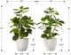 Monarch Specialties Inc. 2-piece 14" Artificial Plant with Pot-2