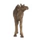 A & B Home Copper Camel-1
