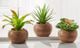 Giftcraft 3-Piece Brown/Green Assorted Potted Succulent Set-0