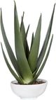 Uttermost® Evarado Glossy White/Green Aloe Planter-0