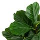 A & B Home Green 24" Artificial Potted Fiddle-Leaf Tree-1