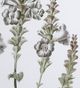 A & B Home 4-Piece White/Green Botanical Wall Arts Set-3