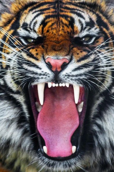 Classy Art Angry Tiger Wall Art-0