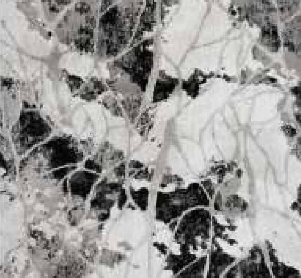 Midas Accents 10789 Florence 4"x6" Area Rug-1