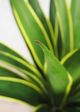 Le Present Agave Green And Yellow Faux Botanical-2