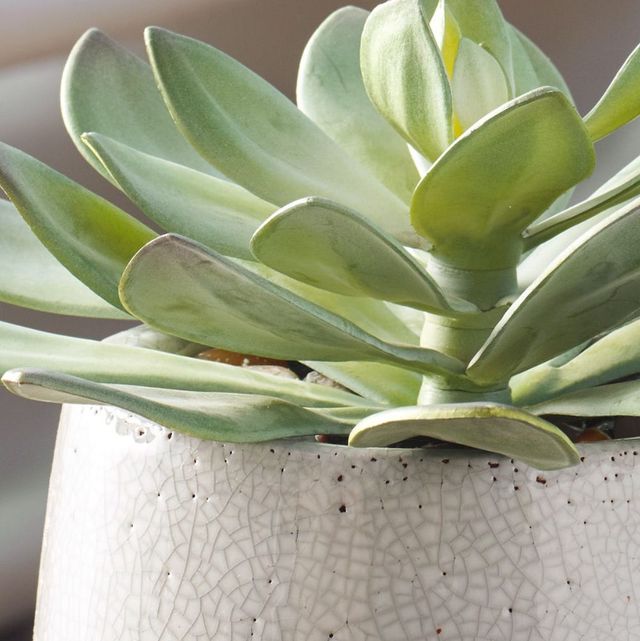 Uttermost® Dudleya Gray/Green Outdoor Succulent-2