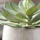 Uttermost® Dudleya Gray/Green Outdoor Succulent-2