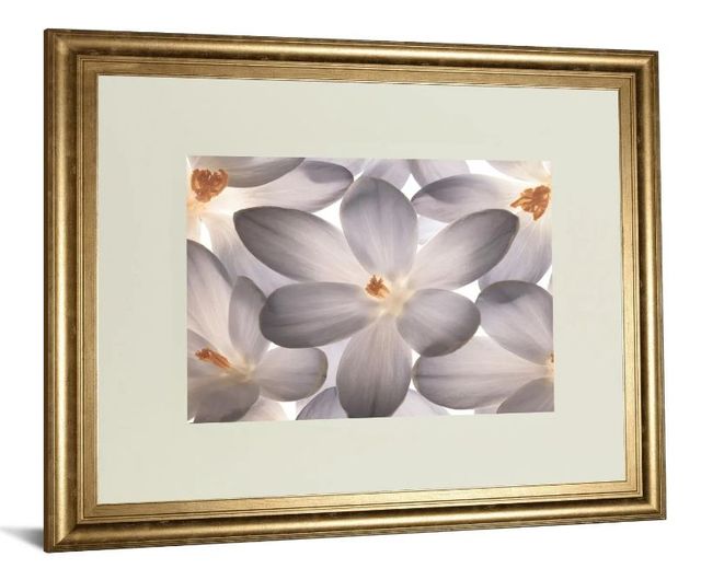 Classy Art Petal Perfect by Assaf Frank Wall Art-1