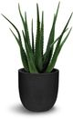 Le Present Green Aloe-0