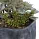 Uttermost® Alverio Charcoal Gray/Green Succulents-3